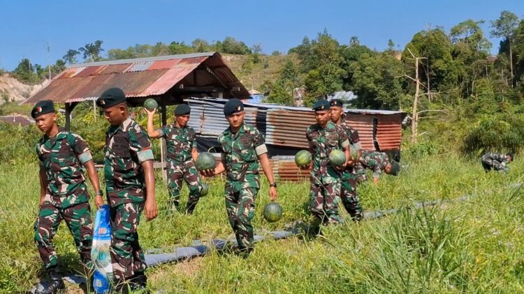Wujudkan Program Ketahanan Pangan, Yonif 613 Raja Alam Kembali Panen Semangka 550 Kg