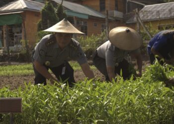 Momen Panen Raya Ratusan Kilogram Sayur dan Buah, Optimisme Lapas Tarakan Wujudkan Ketahanan dan Kemandirian Pangan Nasional