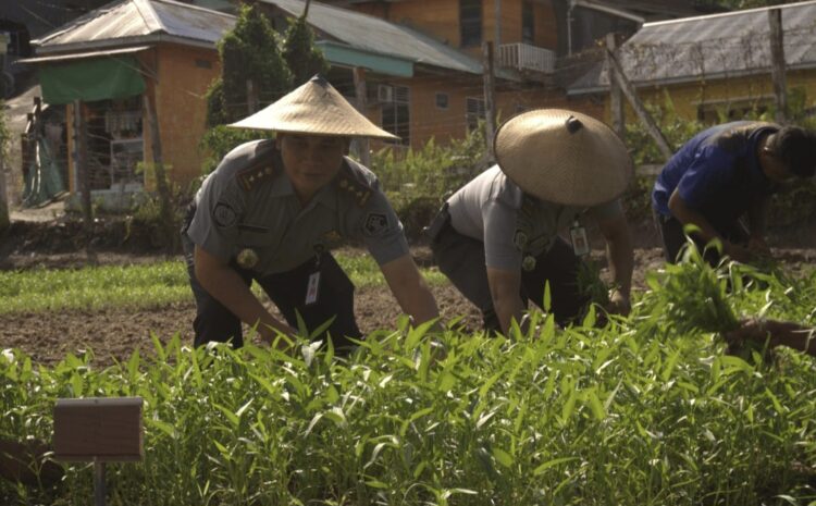 Momen Panen Raya Ratusan Kilogram Sayur dan Buah, Optimisme Lapas Tarakan Wujudkan Ketahanan dan Kemandirian Pangan Nasional