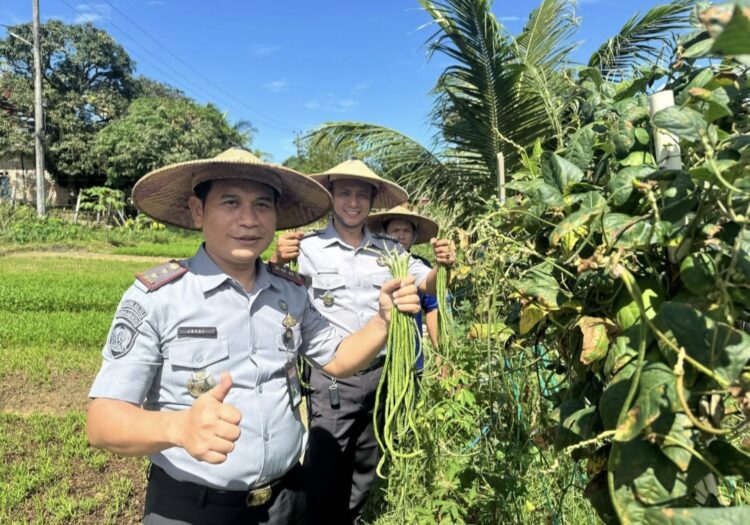 Lapas Tarakan Kembali Panen Sayur Holtikultura, Dukung Program Ketahanan Pangan
