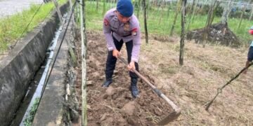 Detasemen Gegana Satbrimob Polda Kaltara Dukung Ketahanan Pangan Dengan Budidaya Kangkung