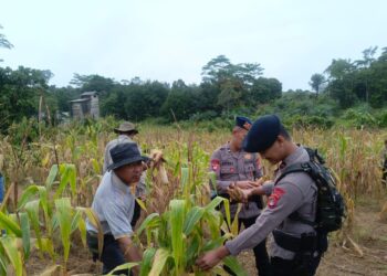 PT Adindo Hutani Lestari Dukung Pertanian Lokal lewat Panen Jagung Bersama