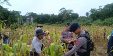 PT Adindo Hutani Lestari Dukung Pertanian Lokal lewat Panen Jagung Bersama
