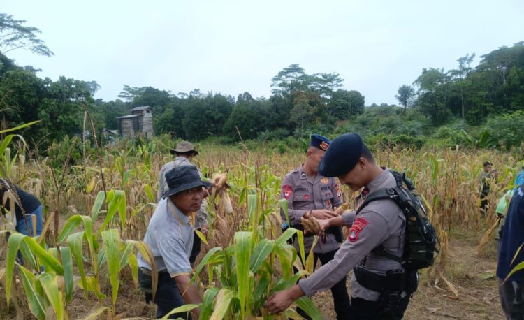 PT Adindo Hutani Lestari Dukung Pertanian Lokal lewat Panen Jagung Bersama