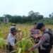 PT Adindo Hutani Lestari Dukung Pertanian Lokal lewat Panen Jagung Bersama