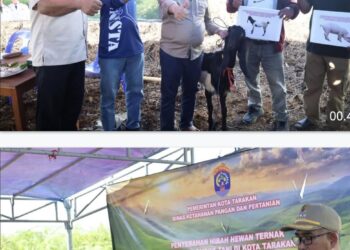 24 Ekor Kambing Bantuan Hibah Pemkot Diserahkan ke Poktan Rojo Koyo, Wujudkan Kemandirian Tambah Populasi Ternak