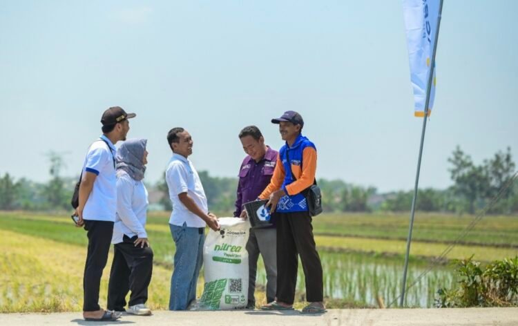 Pupuk Kaltim Perkuat Pendampingan Agrosolution Lewat Pemupukan Padi di Pojokrejo Jombang