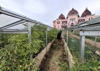 Inflasi Tarakan 2,91 Persen, BI Dorong Produksi Pangan Lokal untuk Tekan Gejolak Harga, Penguatan Produksi Lewat Greenhouse