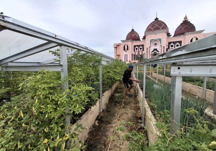 Inflasi Tarakan 2,91 Persen, BI Dorong Produksi Pangan Lokal untuk Tekan Gejolak Harga, Penguatan Produksi Lewat Greenhouse
